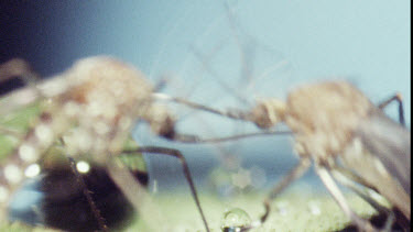 Mosquitos on water lily pad. Mosquito Larvae and Mosquito Pupa swimming in water.