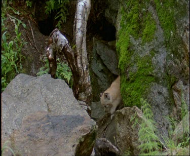 Lynx climbing over rocks