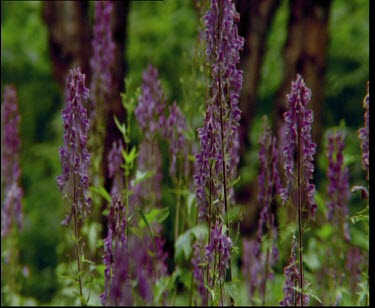 Tundra wildflowers