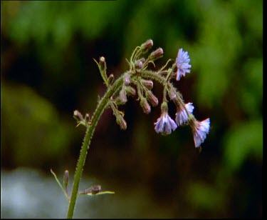 Purple tundra wildflower