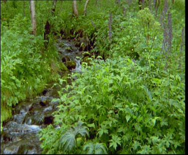 Wildflowers and melted snow stream in birch forest