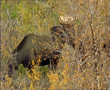 Male moose courting female, she walks away
