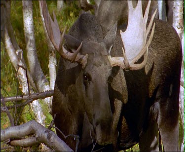 Male moose with antlers