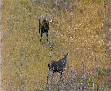 Male moose courting female, she walks away
