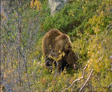 Two shots. Brown bear grazing and walking, birch forest.