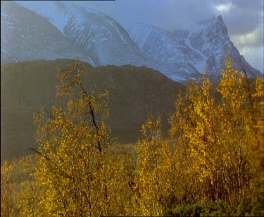 Autumn in birch forest. Wind blowing trees. Snow covered mountains in background.