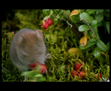 Vole feeding on berry and disappearing down hole