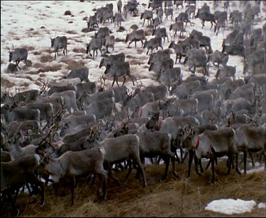 Reindeer running across barren snowy plain