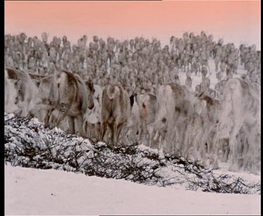 Reindeer running across barren snowy plain