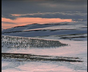 Early morning light, reindeer wander across a snowy mountain.