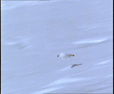 Ptarmigan, snow chicken, landing on snow