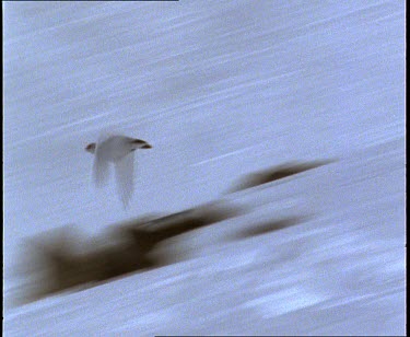 Ptarmigan, snow chicken, flying against  white snow background.