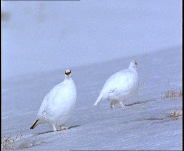Ptarmigans snow chicken standing and looking to camera