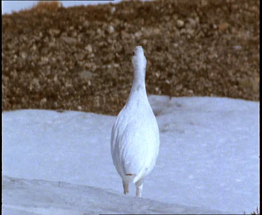 Ptarmigan snow chicken looking