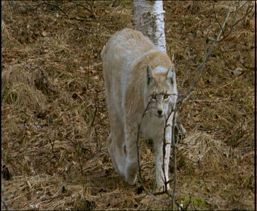 Pregnant female lynx