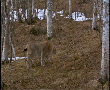 Male lynx and pregnant female lynx