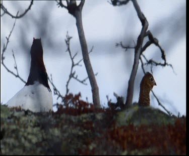 Two shots. Willow grouse in snow.