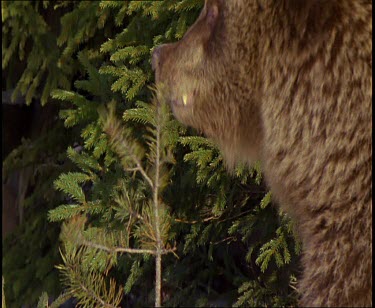 Brown bear feeding on pine needles