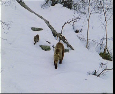 Mother bear and cubs walking across snow