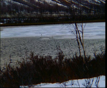 Whooper swans feeding in lake, ice is melting but some of lake is still frozen over with thin sheet of ice.
