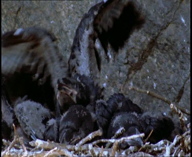 Raven chicks in nest calling for food