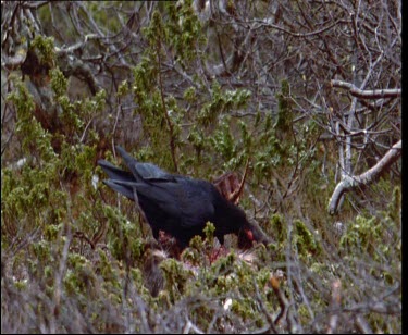 Two shots. Ravens feeding on moose carcass