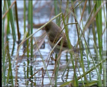 Willow warbler hopping on river reeds