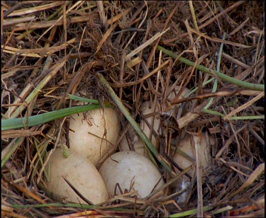 Whooper swan nest with eggs