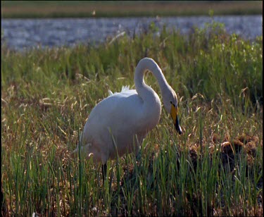 Whooper swan settling onto nest mound