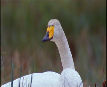 Whooper swan looking