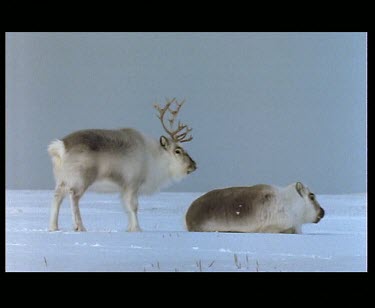 White Reindeer turning its head