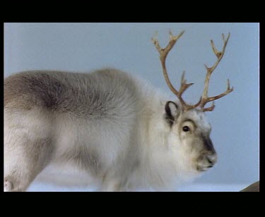 White Reindeer turning its head