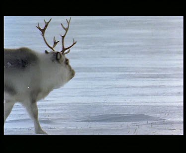 White Reindeer walking through frame