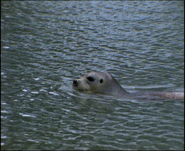 Bearded seal in water head above