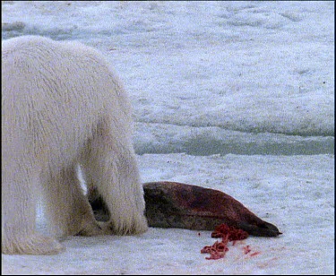 Polar bear with dead seal