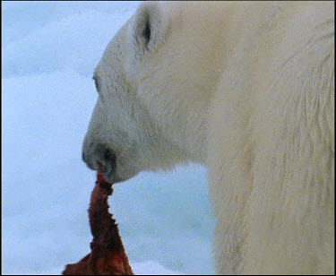 Polar bear carrying meat in mouth