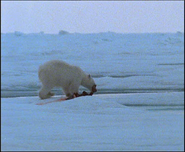 Polar bear running with carcass