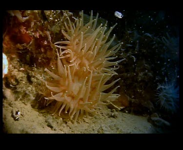 Sea Anemone moving
