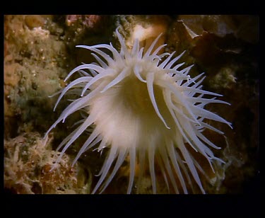 Sea anemone still
