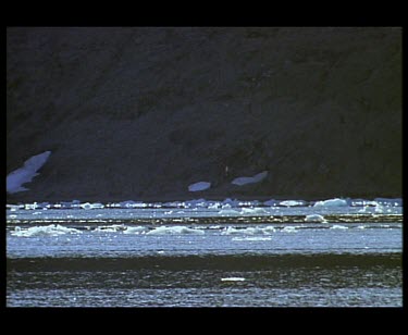 Arctic Tern diving