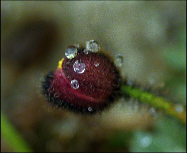 Flower bud with water droplets