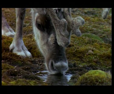 Reindeer drinking water