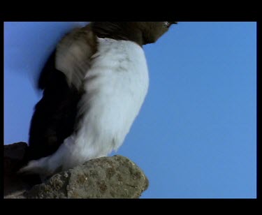 Little Auk flapping wings