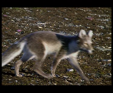 Arctic Fox walking to water