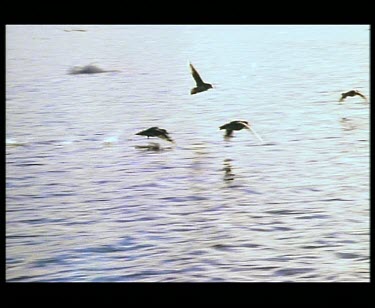 Fulmars flying over water