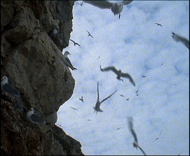 CM0023-SC-0057750 Kittiwakes in cliff and flying by