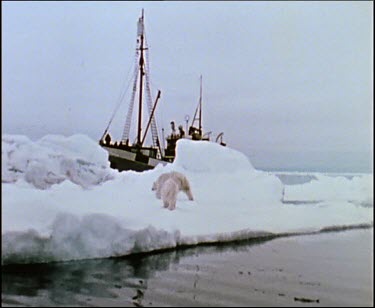 Old footage of ship and polar bear