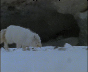 Arctic Fox running