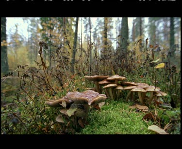 Mushrooms growing in the forest.