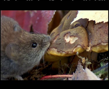 Mouse feeding on mushroom on forest floor.